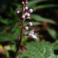 Plectranthus gardneri Thwaites